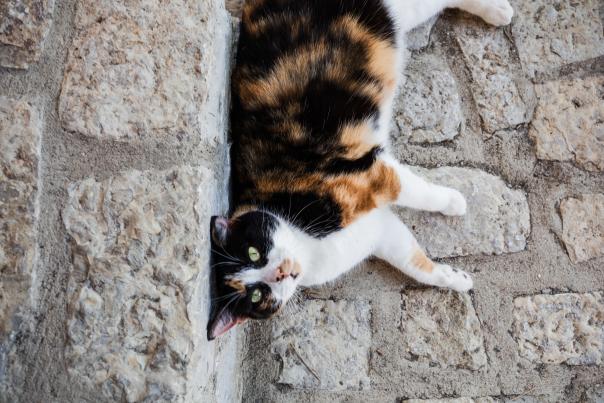 Cats of the Bluegrass