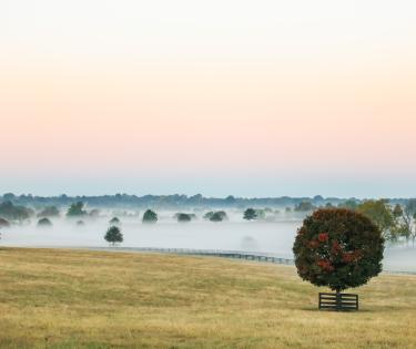 Morning Fields at Mill Ridge