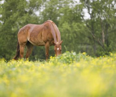 Horse at Masterson Station