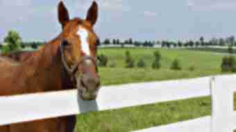 Horse and Fence
