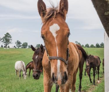 Darby Dan Horse