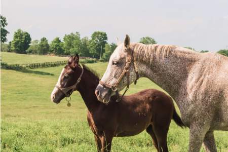 Two horses during a sunny day at a horse farm.