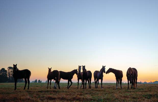 Fayette County Horse Farm