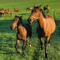 Lexington: Horse and Baby Running
