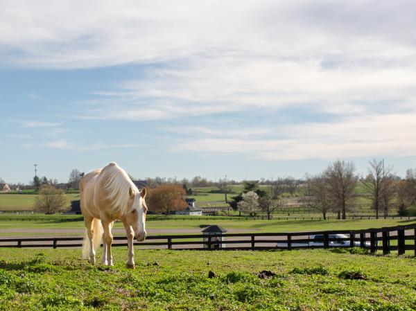 Hank at The Kentucky Horse Park