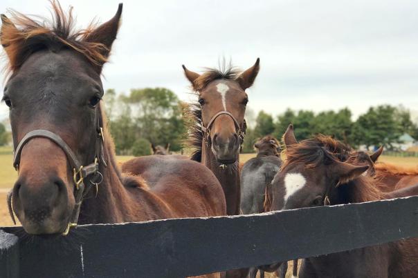 Horses-at-Mill-Ridge