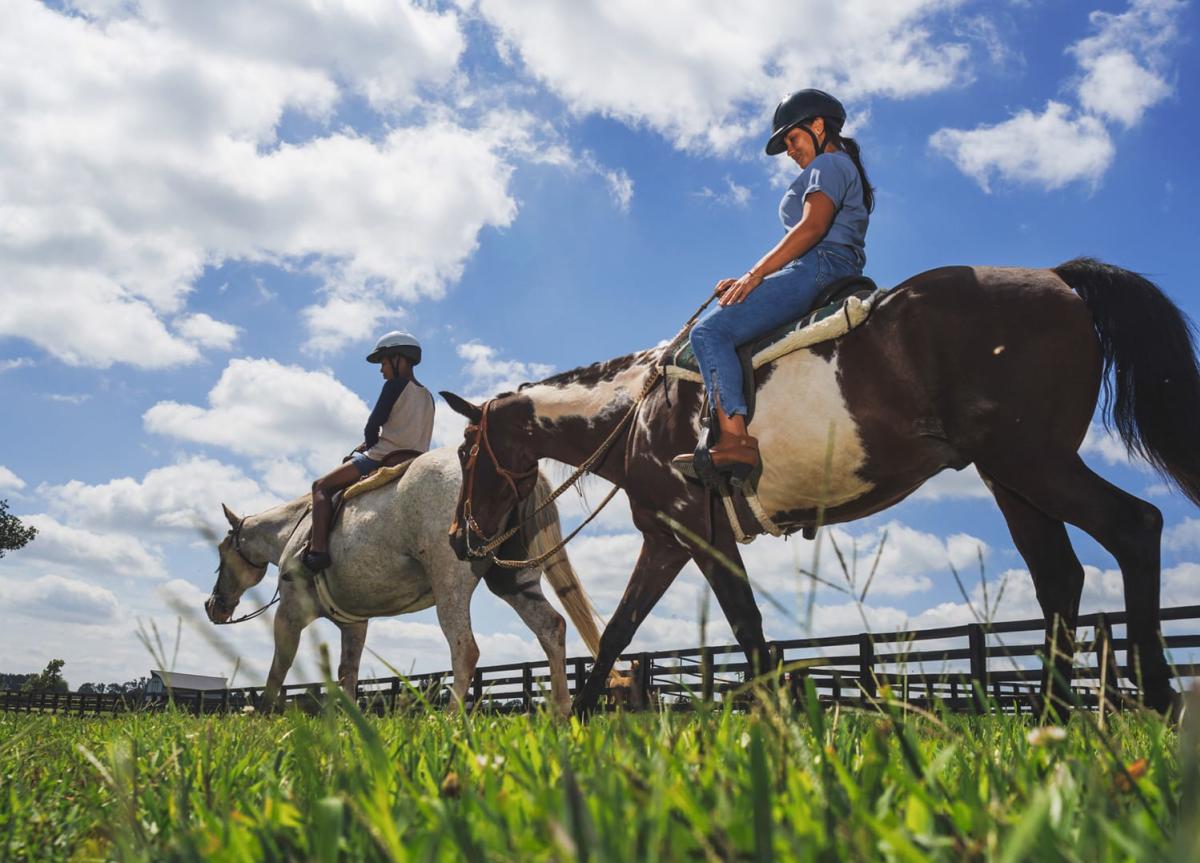 Look at lex horses