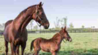 lexington - horses - sample itinerary