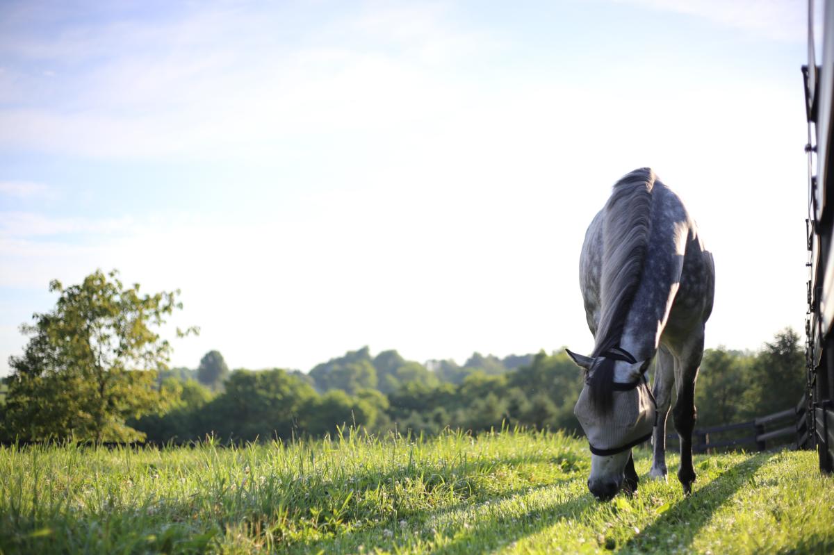 A dappled grey horse grazes in a pasture at Jonabell Farm.
