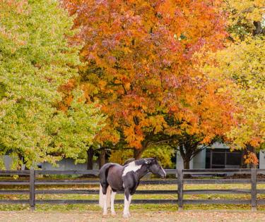 Horse at KHP