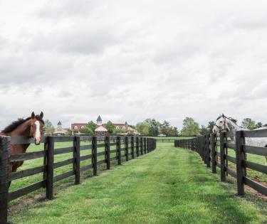 Lane's End Horses and Barn