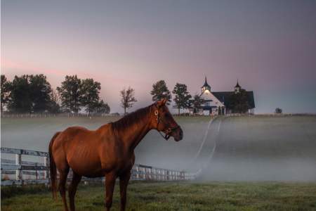 Horse at a horse farm during a foggy day