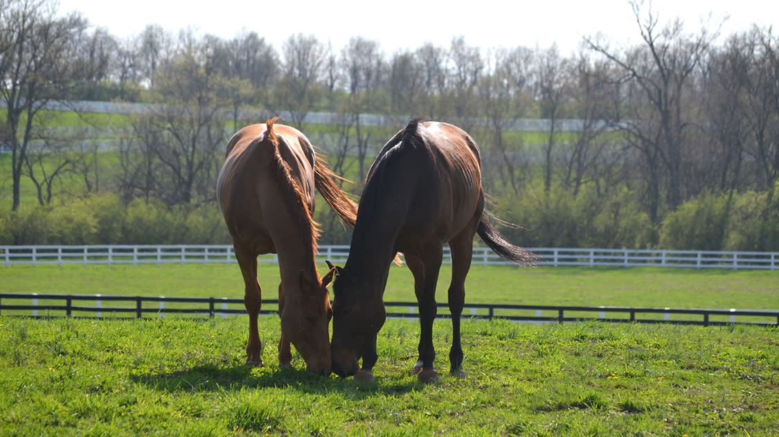Two horses standing in a field at The Secretariat Center
