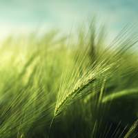 Close up of cereal rye crop