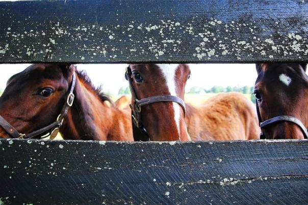Horses looking through fence at Stonestreet.