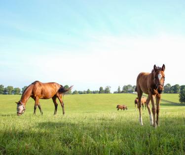 Horses in Field
