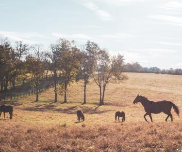 Taylor Made Horse Field