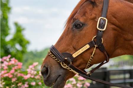 Close up on a horse profile.