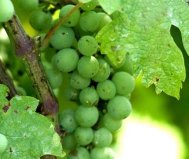 Silver Springs Winery